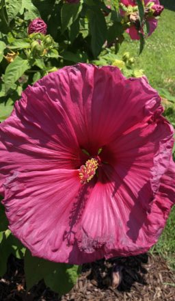 Confidence in Healing